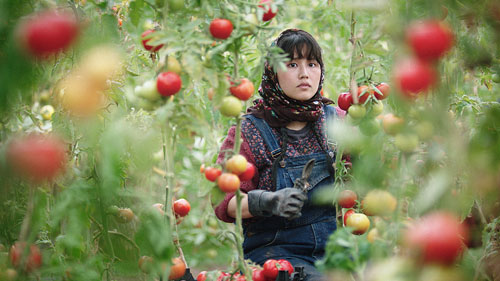2024 UCLA Film - In The Land of Brothers